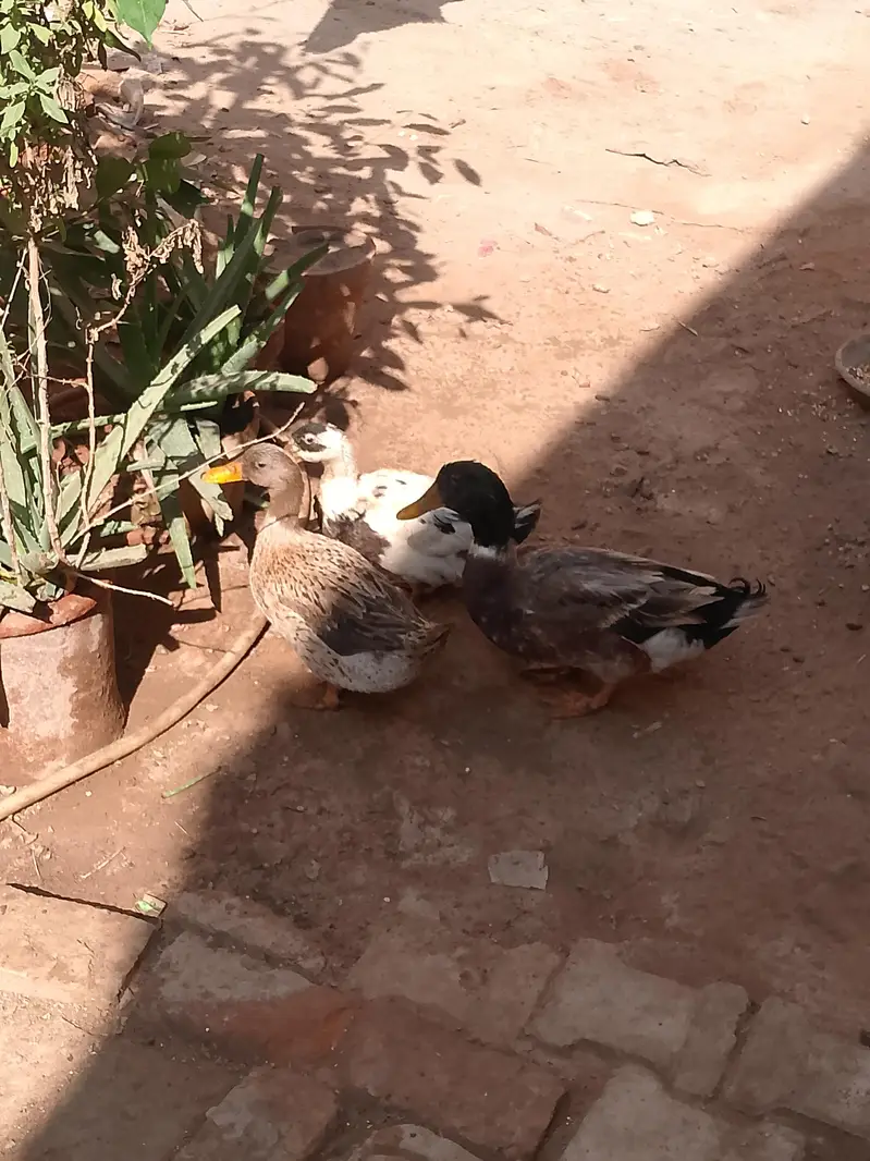 Ducks — photo 4