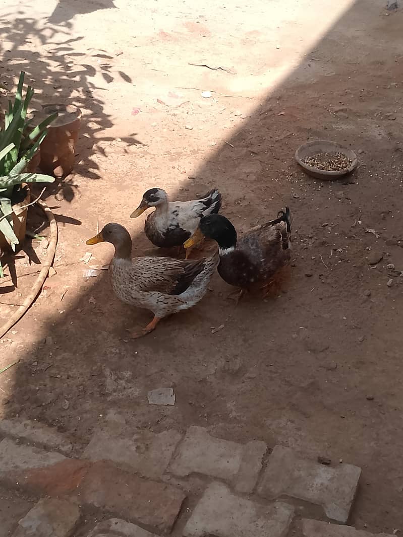 Ducks 4