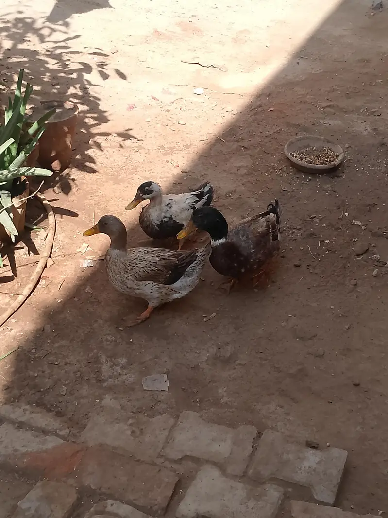 Ducks — photo 5