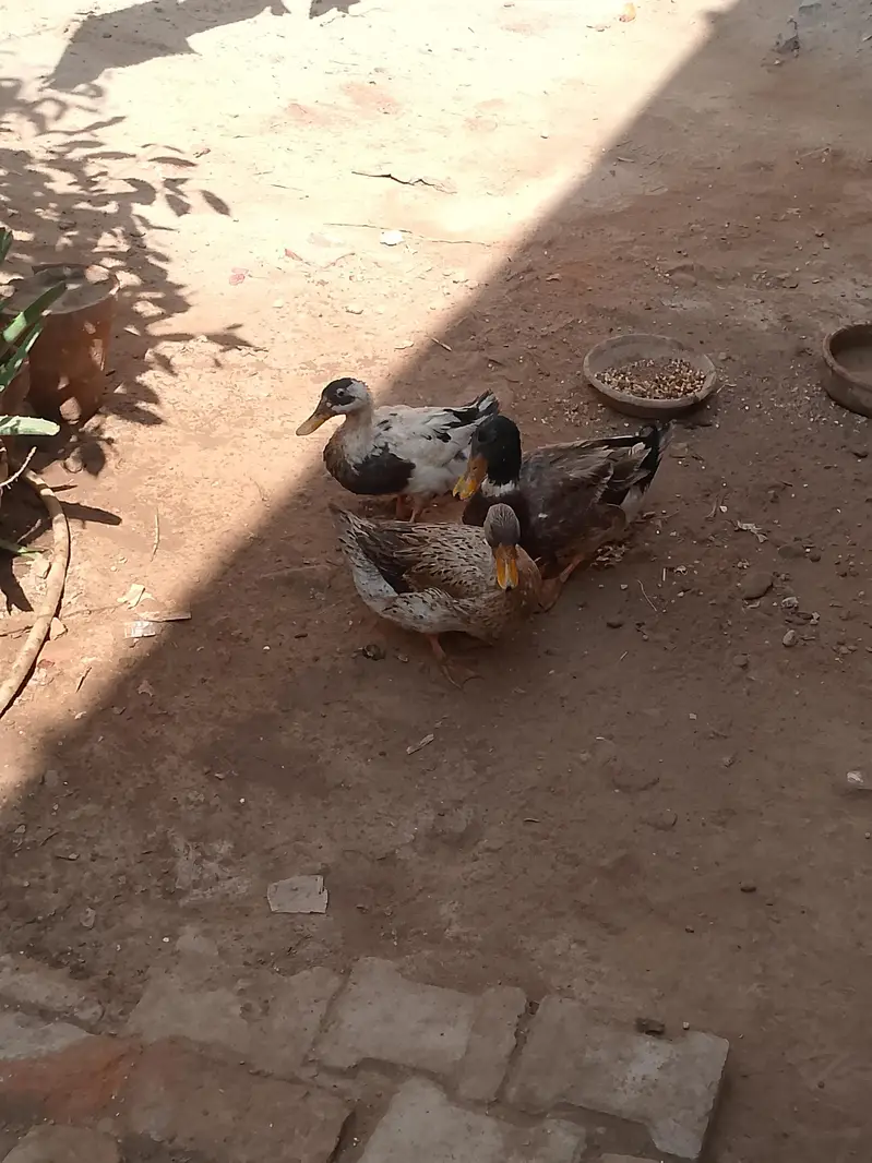 Ducks — photo 6