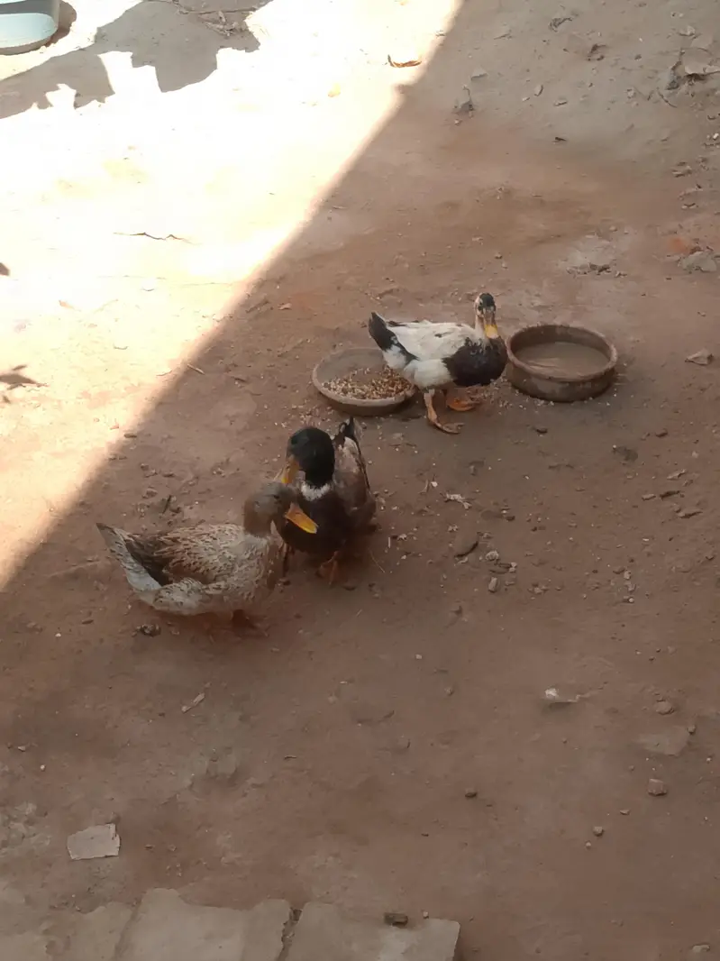 Ducks — photo 7