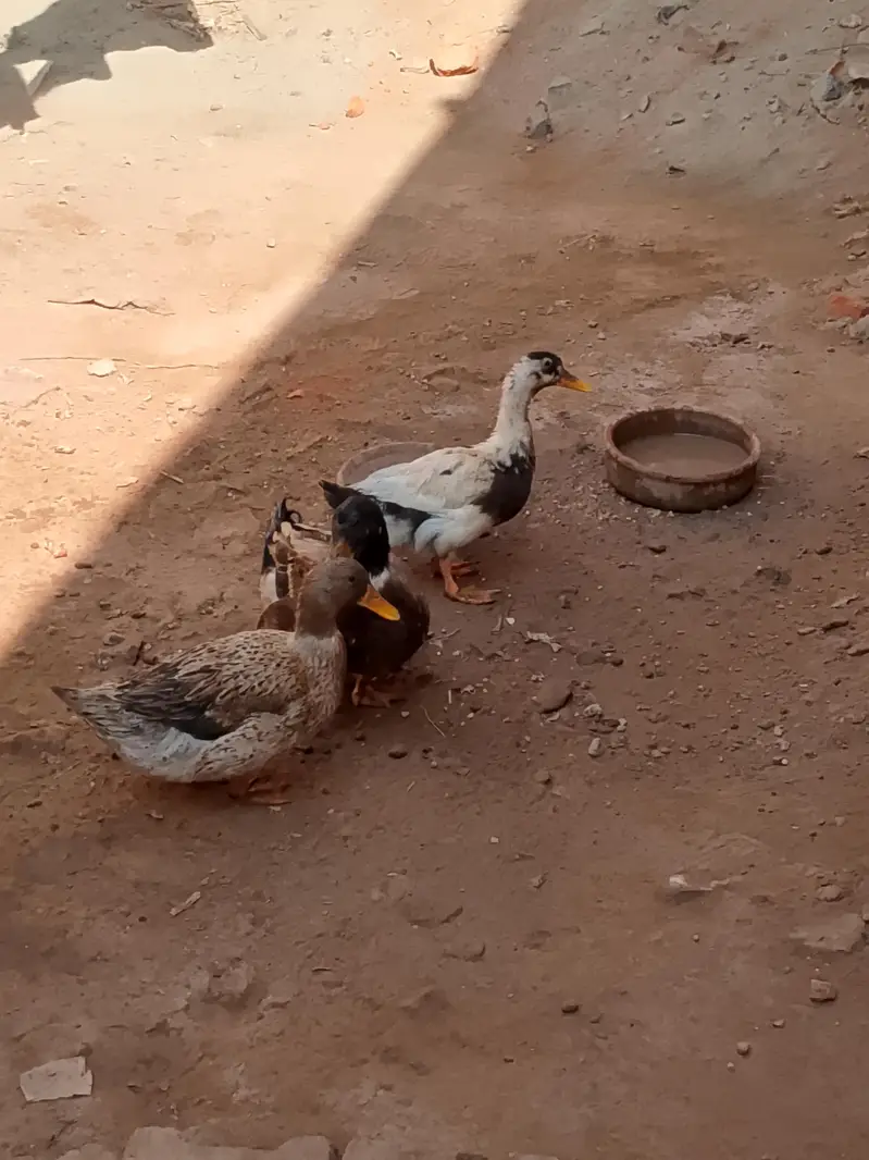 Ducks — photo 8