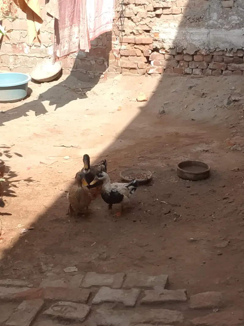 Ducks — photo 9
