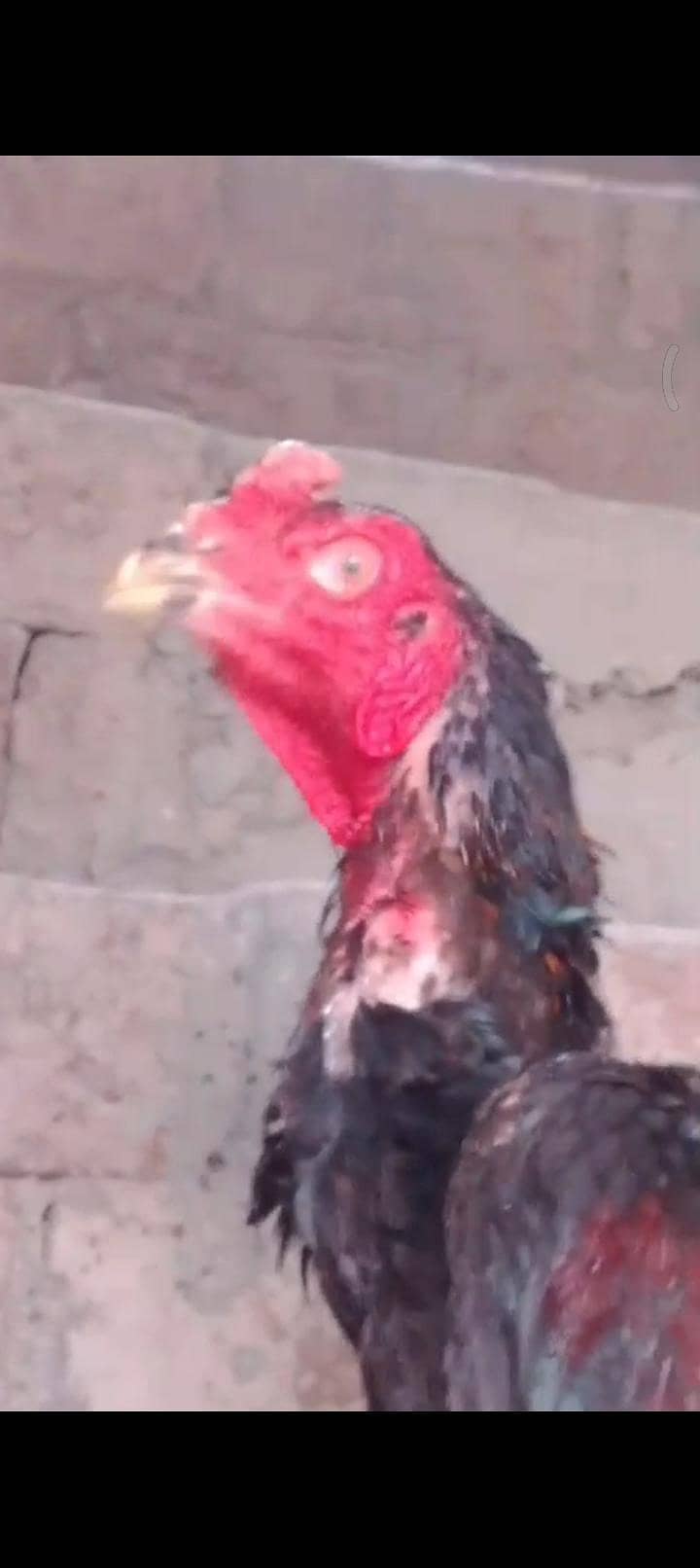 pakoy patha 0