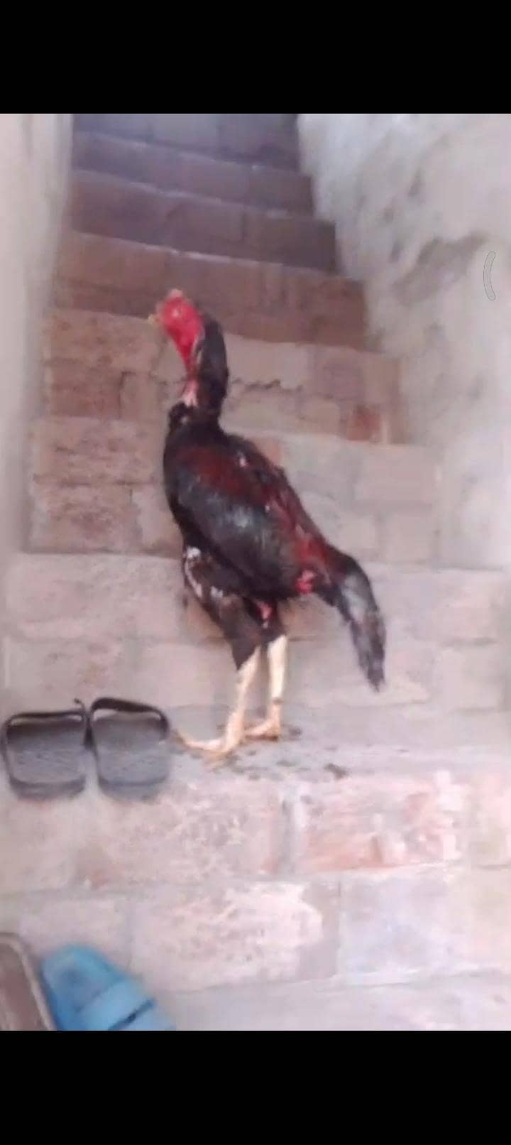 pakoy patha 1