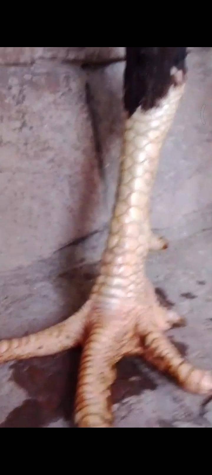 pakoy patha 2
