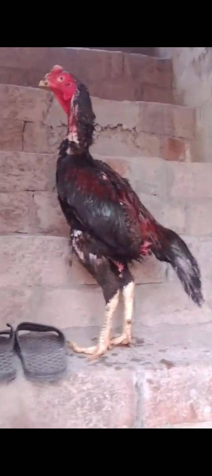 pakoy patha 3