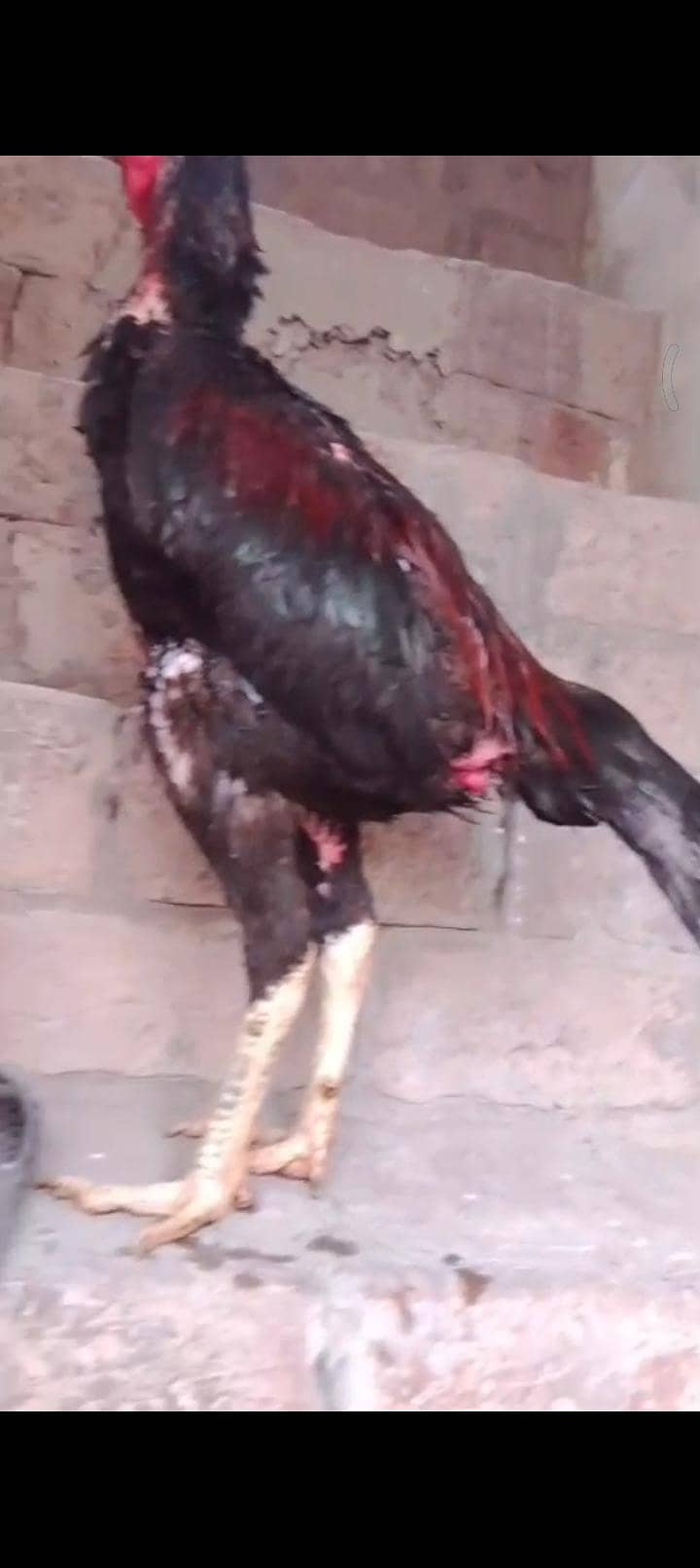 pakoy patha 4