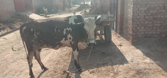 ساہیوال کراس گائے برائے فروخت