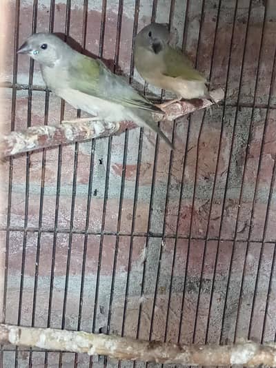 Gouldian finch pathy for sale