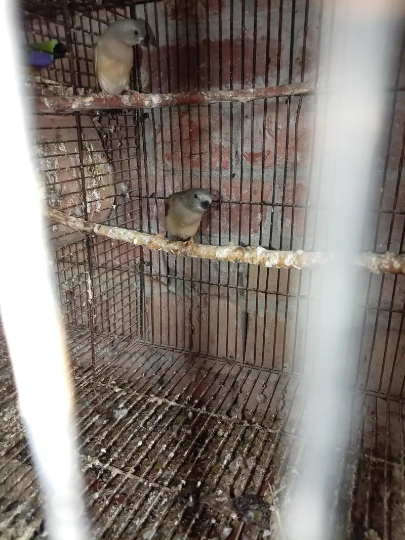 Gouldian finch pathy for sale — photo 3