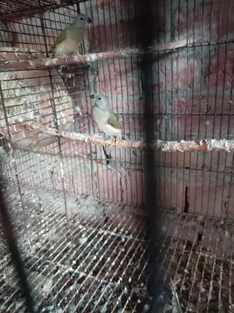 Gouldian finch pathy for sale — photo 4