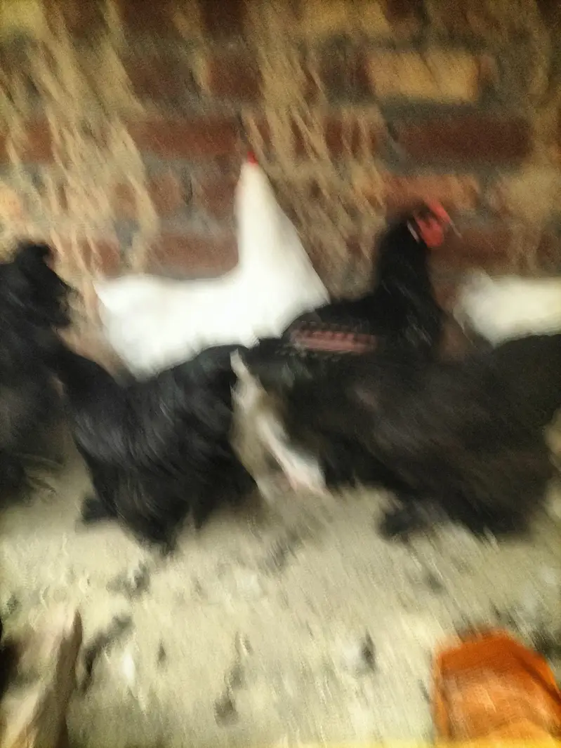 Black white buff — photo 3