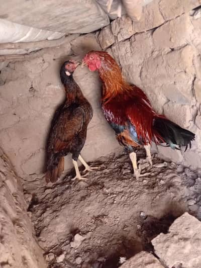 aseel madi eggs lying active and healthy.