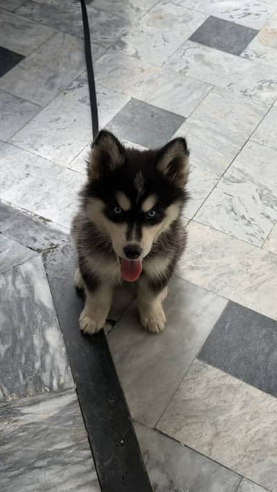 Pure Female Husky Puppy Available for Sale