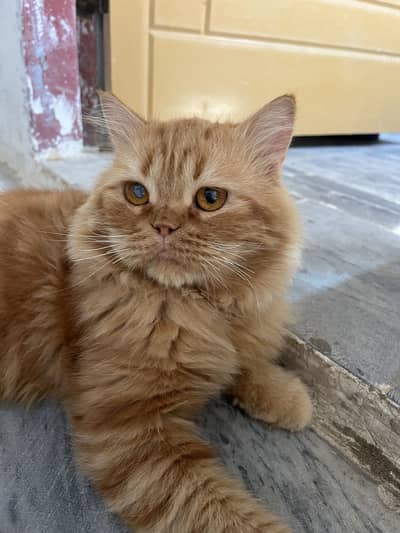 Doll-Face and Beautiful Fluffy Ginger Persian Cat for Sale