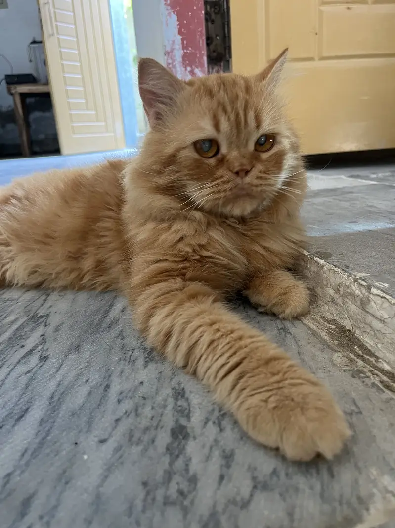 Doll-Face and Beautiful Fluffy Ginger Persian Cat for Sale — photo 2