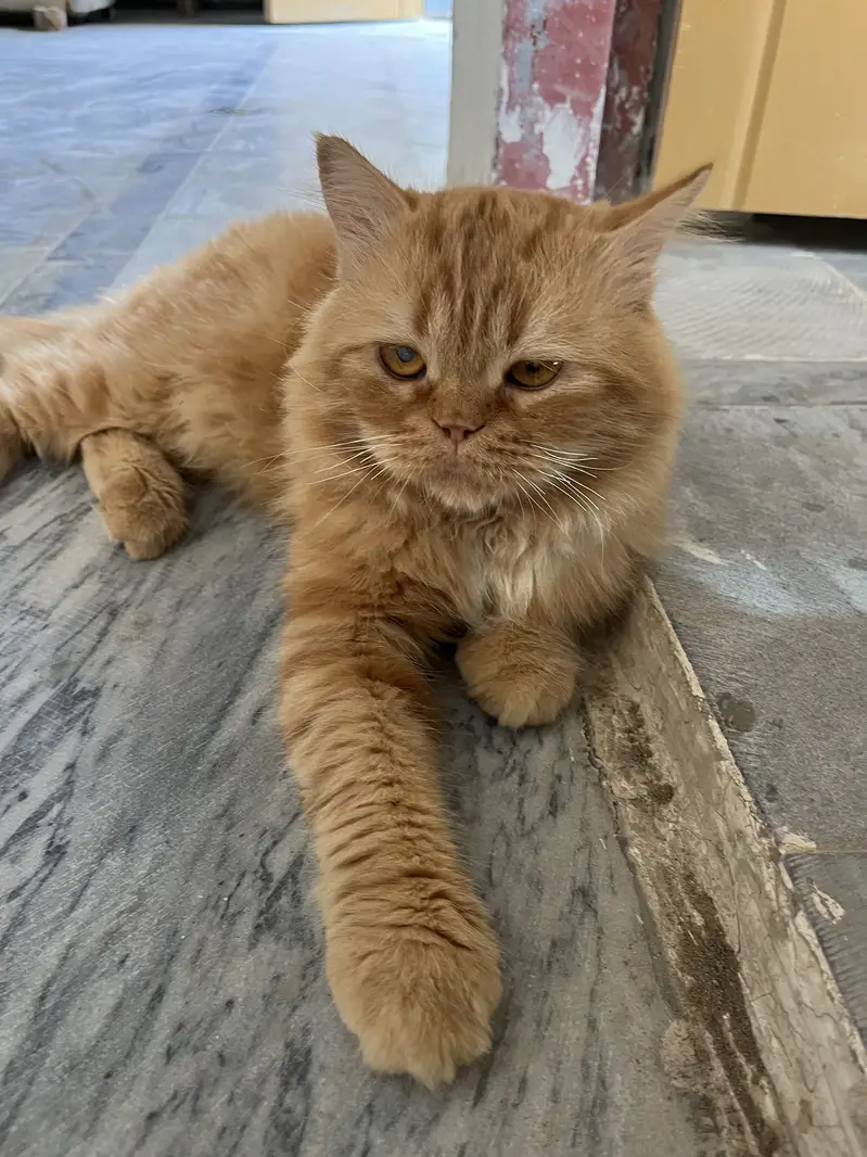 Doll-Face and Beautiful Fluffy Ginger Persian Cat for Sale — photo 3