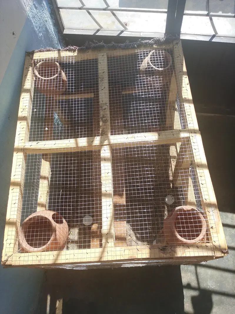 cages — photo 4