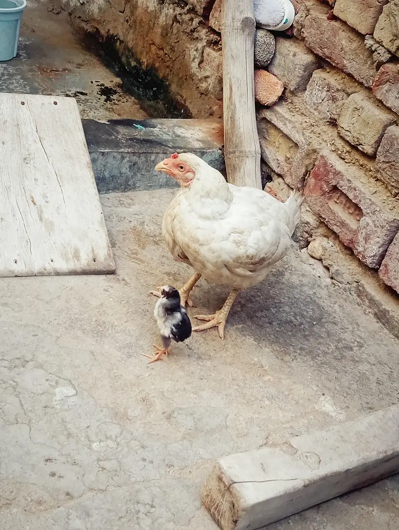 male female dono — photo 2