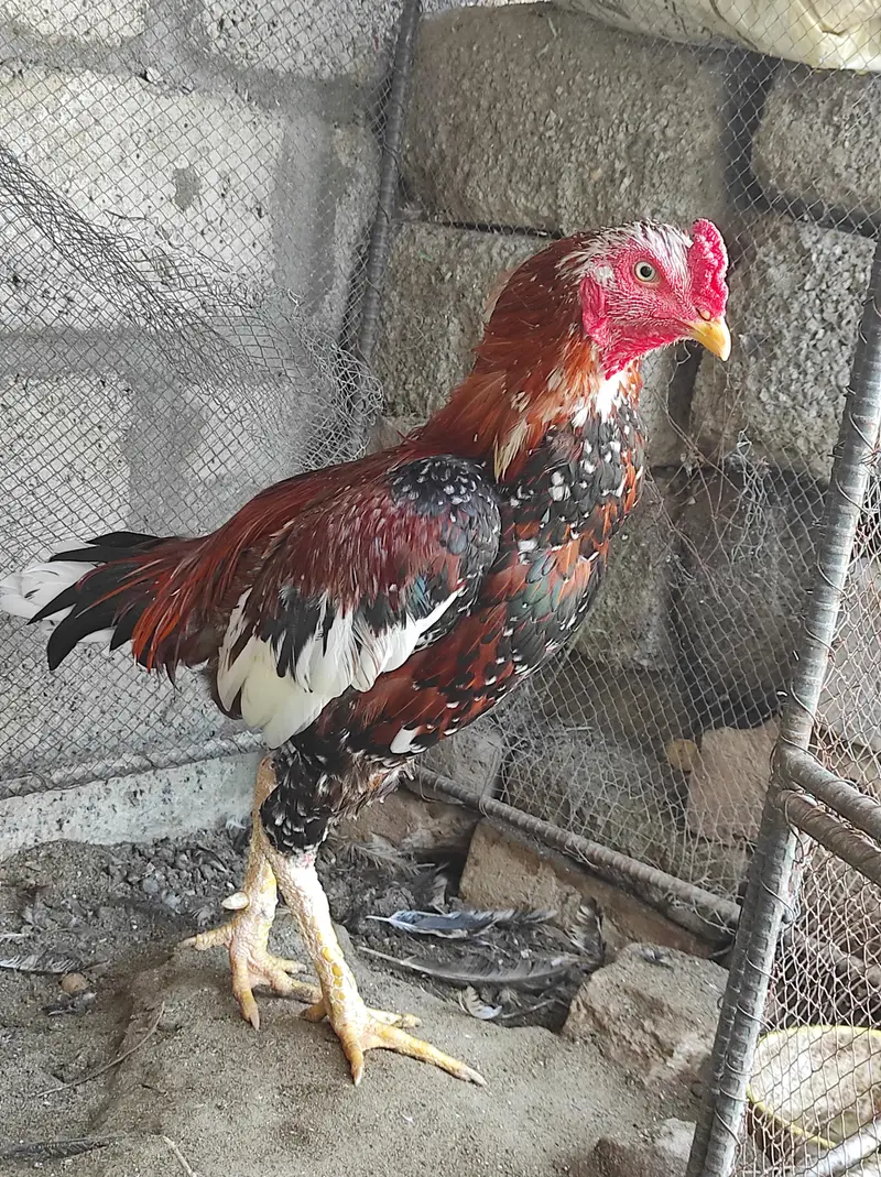 چینا پٹھا فارسیل — photo 2