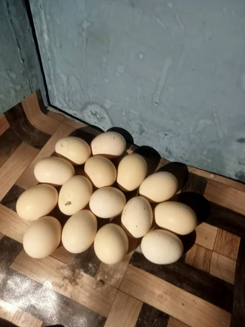 desi eggs 0