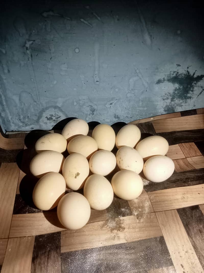 desi eggs 1