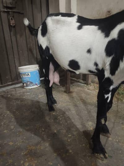 bakri for sale
