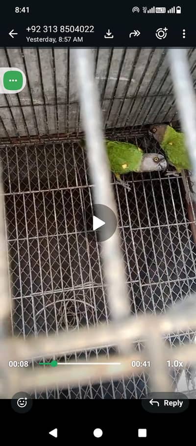 senigal 3male Available