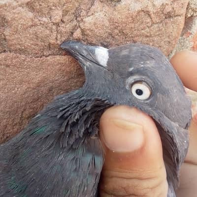 Black female or Or Dusra Male hai Ye pure white eyes walay hai
