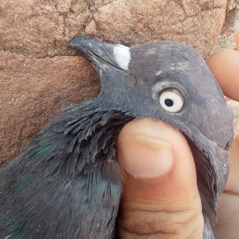 Black female or Or Dusra Male hai Ye pure white eyes walay hai — photo 2