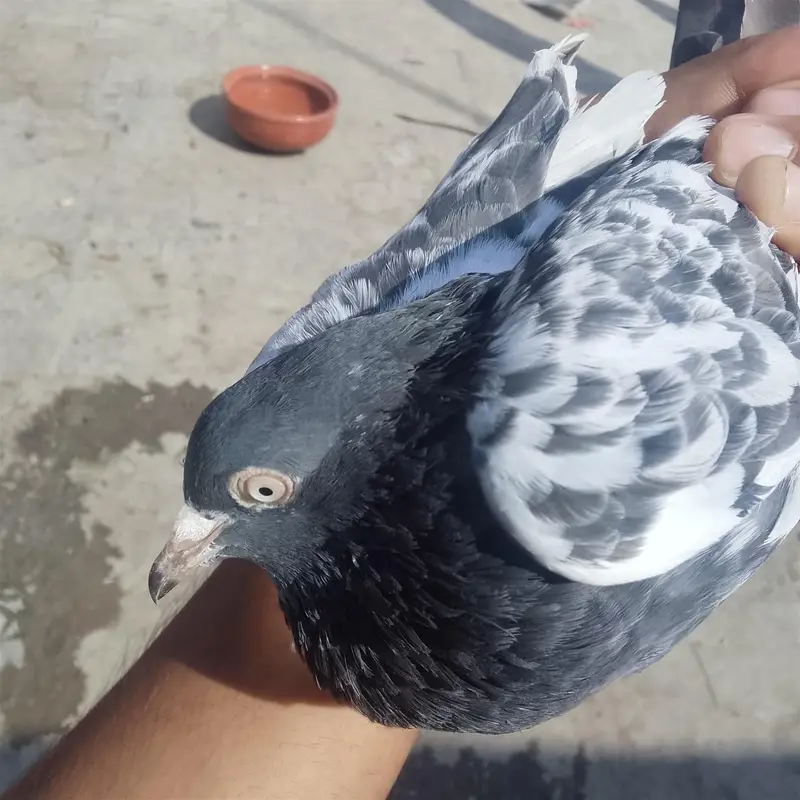 Black female or Or Dusra Male hai Ye pure white eyes walay hai — photo 4