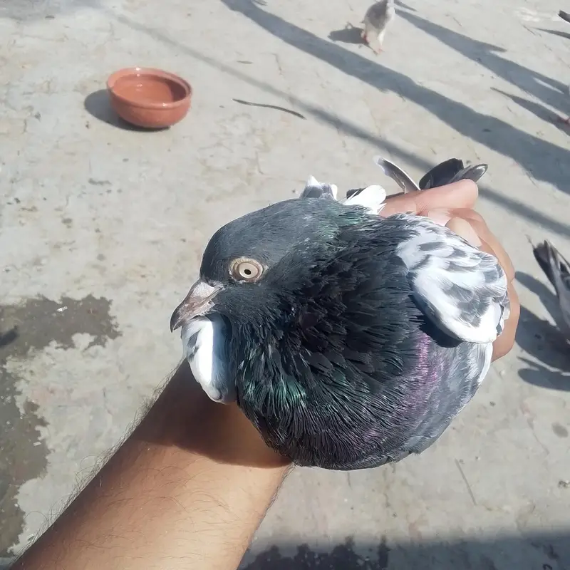 Black female or Or Dusra Male hai Ye pure white eyes walay hai — photo 5