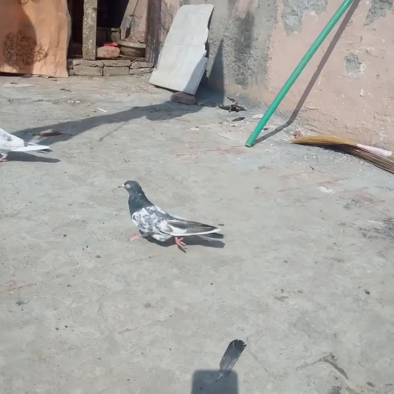 Black female or Or Dusra Male hai Ye pure white eyes walay hai — photo 6