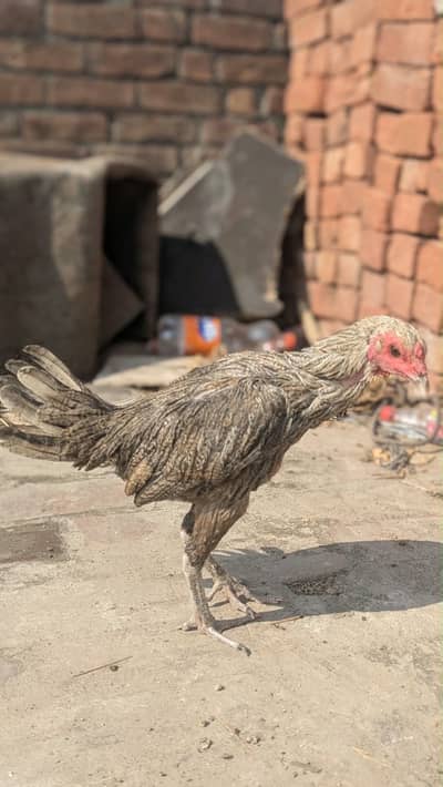 Burmi/pokoya/panus pair available