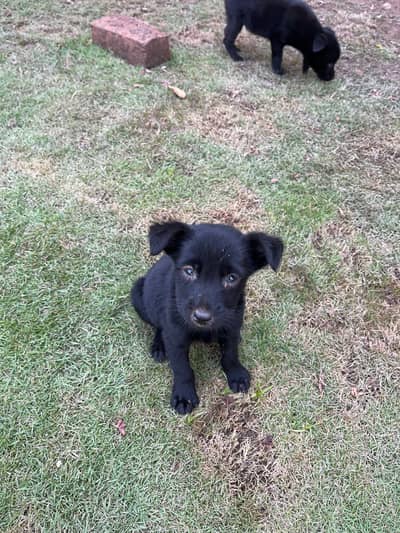 German shepherd dogs
