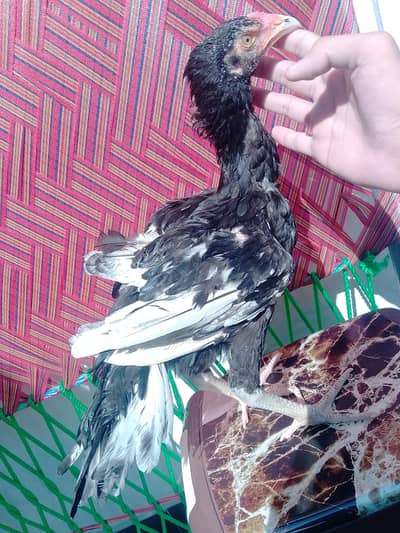 Mushka patha for sale (03279947502)