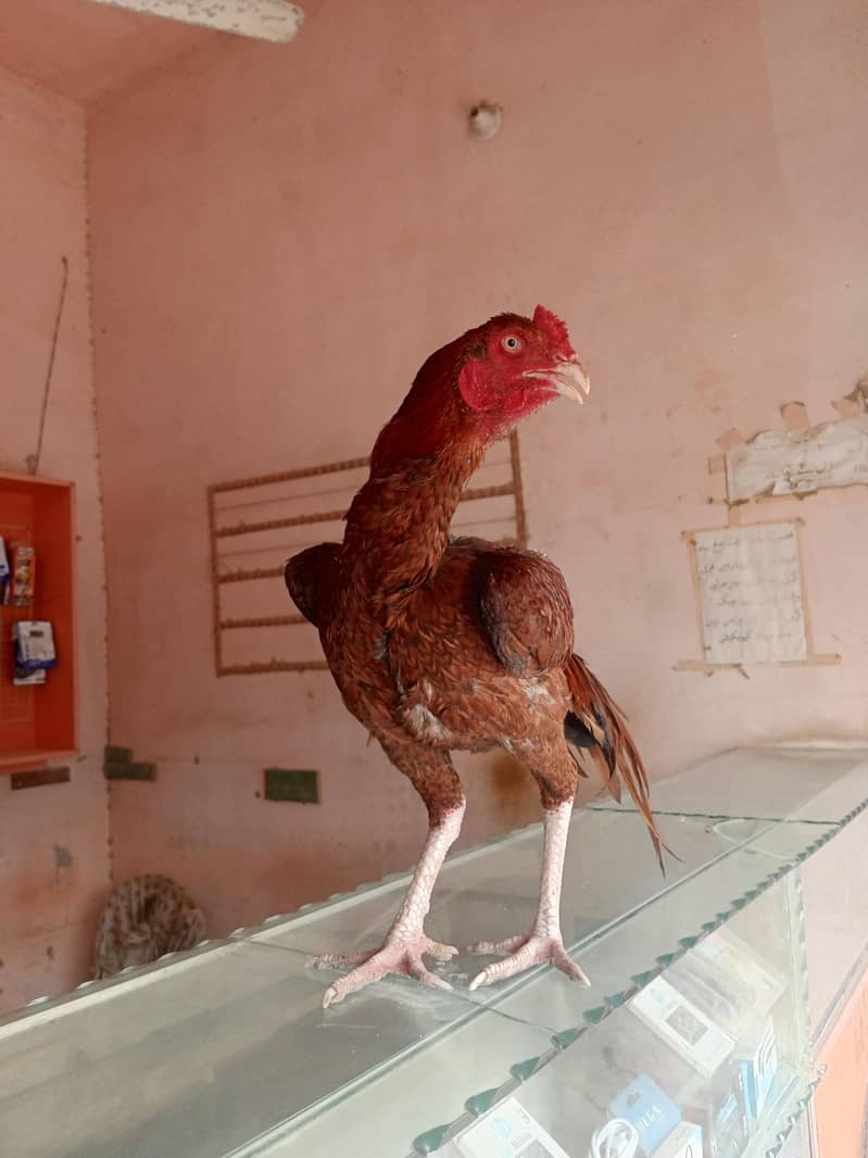 asal murgha 0