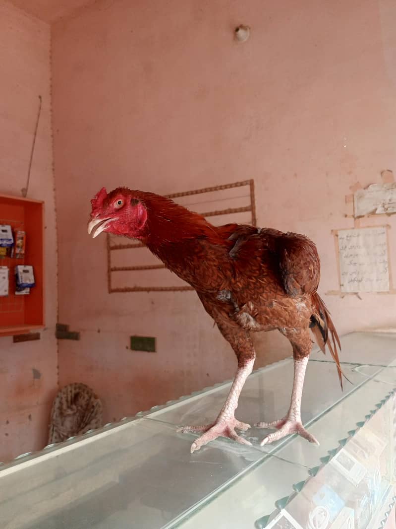 asal murgha 1