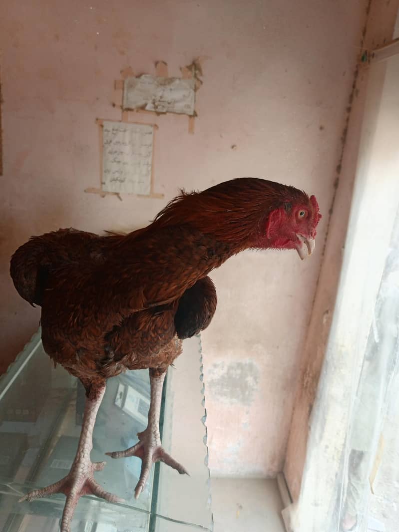 asal murgha 2