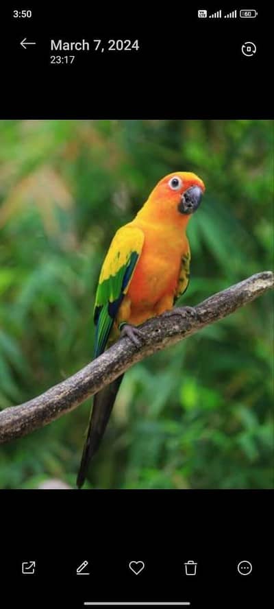Sun conure,lorry,Grey