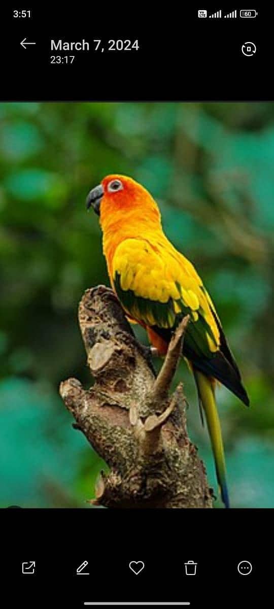 Sun conure,lorry,Grey 1