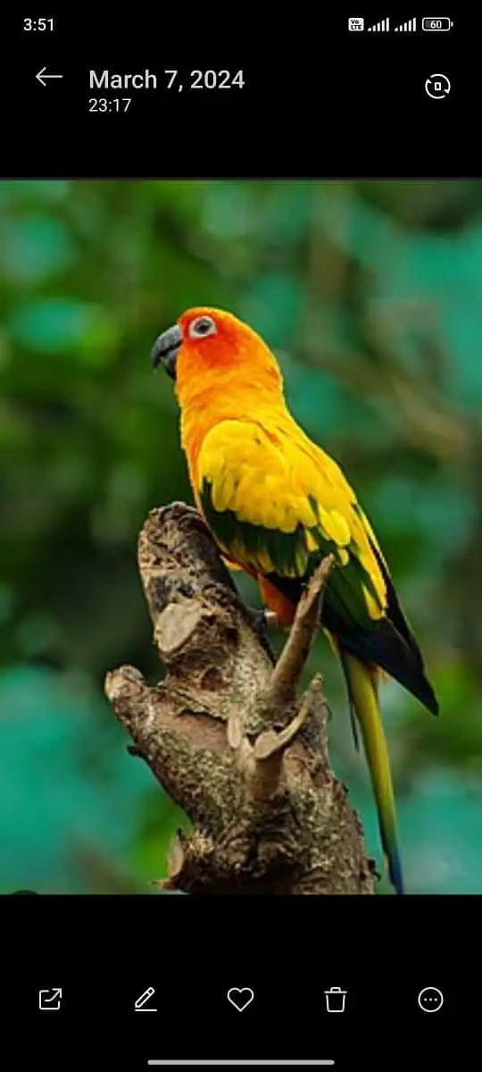 Sun conure,lorry,Grey — photo 2