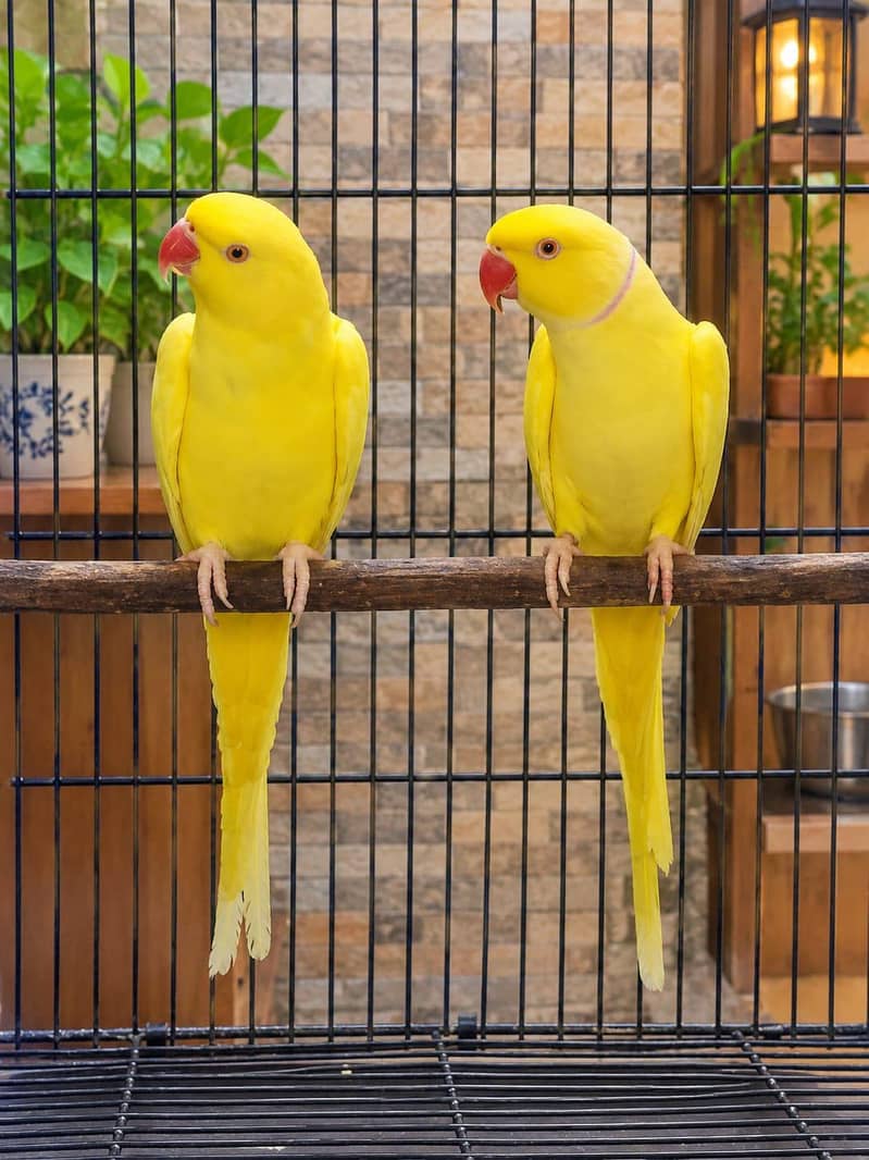 Sun conure,lorry,Grey 2