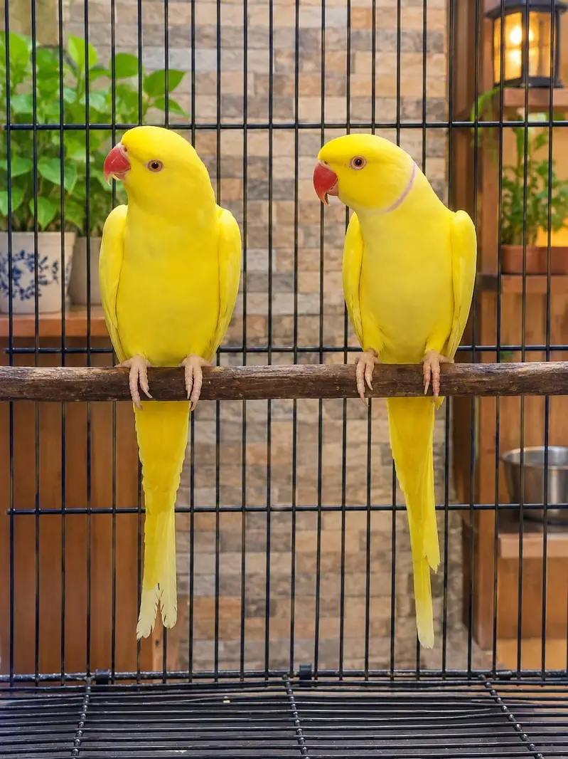 Sun conure,lorry,Grey — photo 3