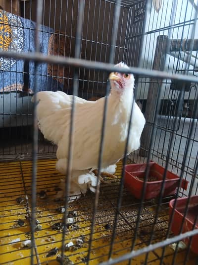 Hen fancy