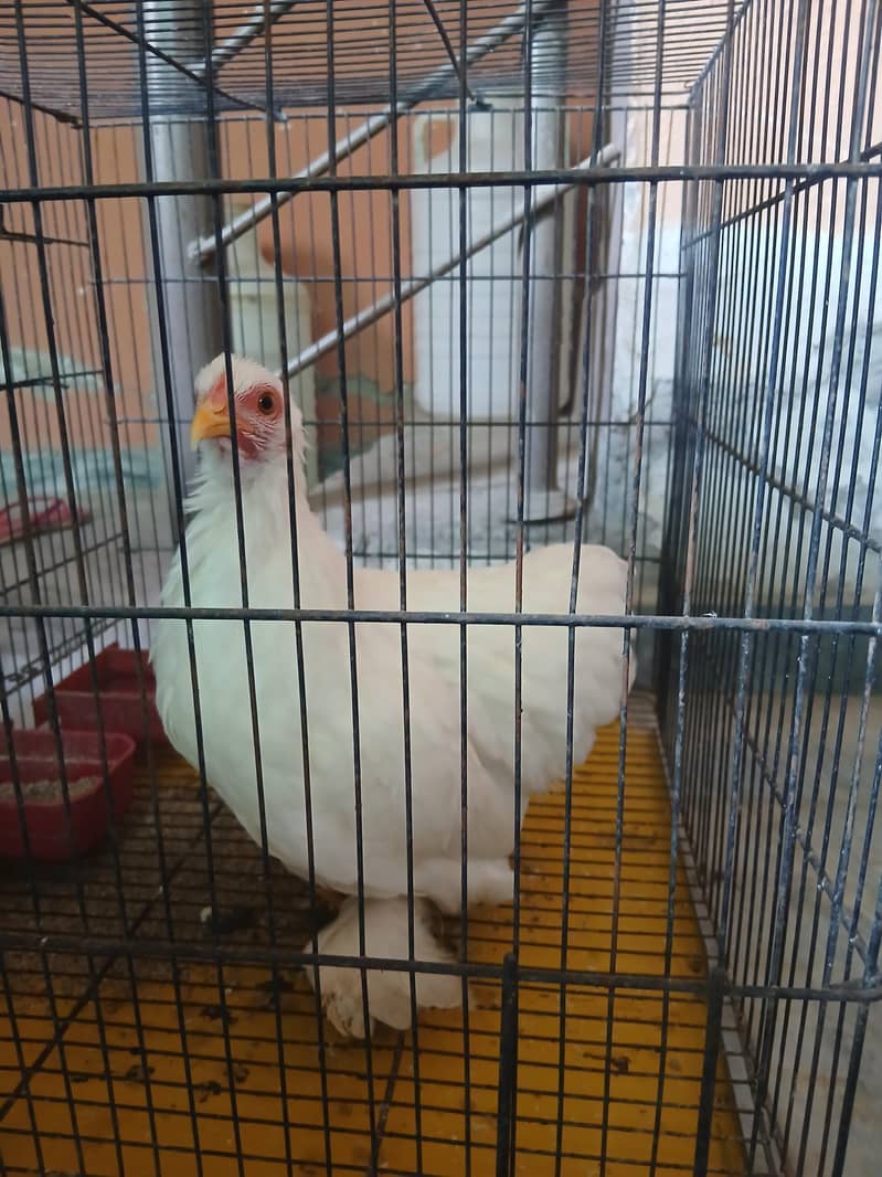 Hen fancy 1