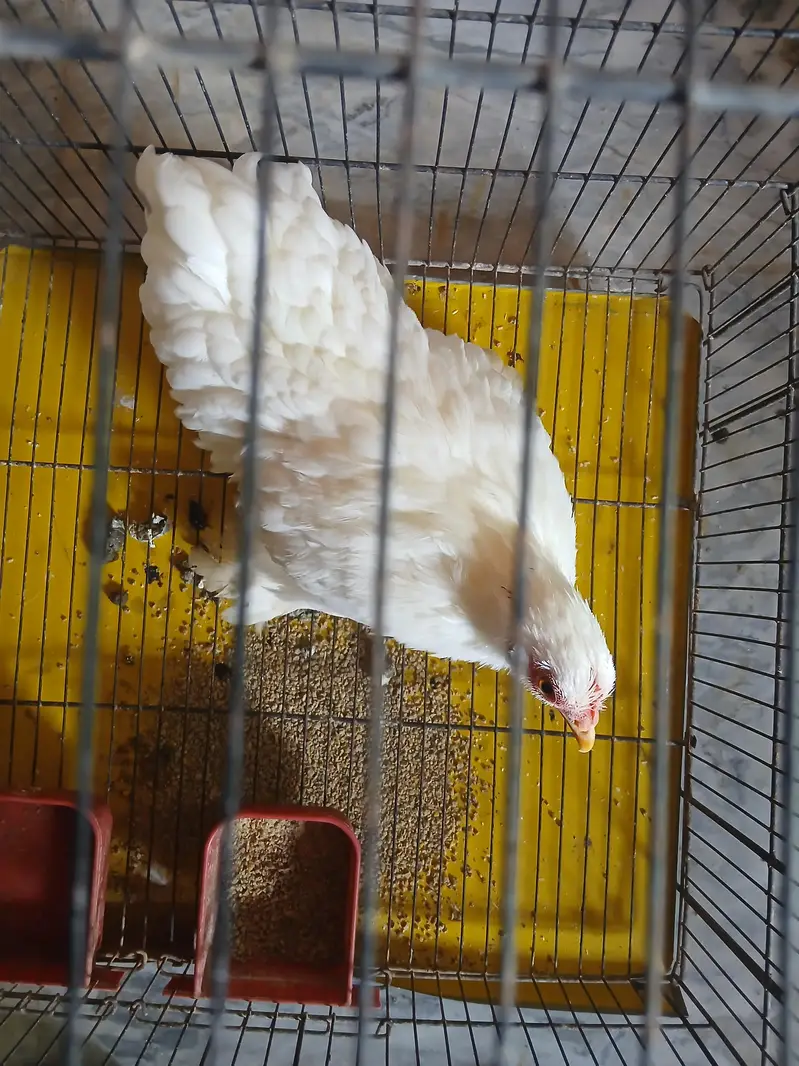 Hen fancy — photo 3