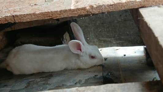 Red Eyes Rabbit