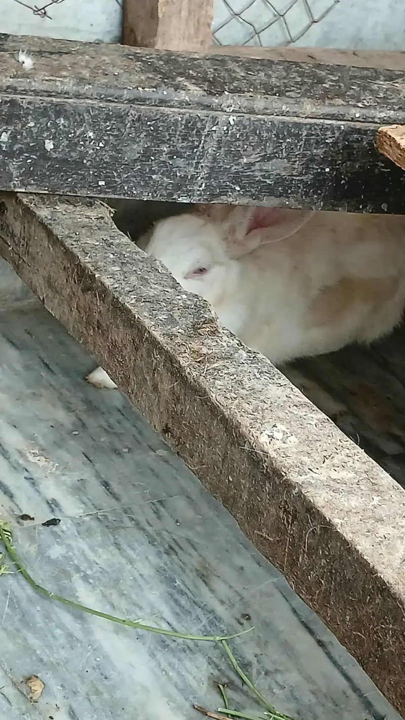 Red Eyes Rabbit — photo 2